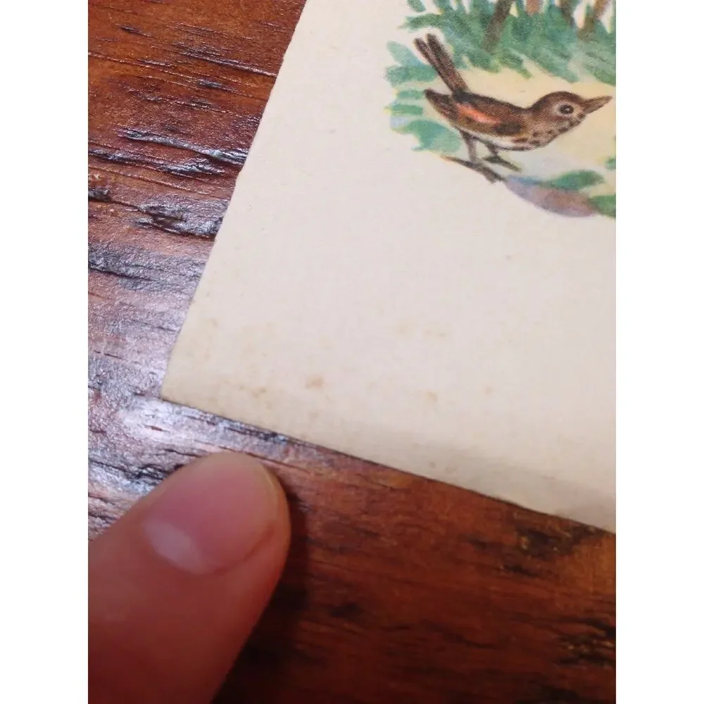 Vintage 1940s Brownie Squirrel Farmer Summer Berries Birds Blank Greeting Card